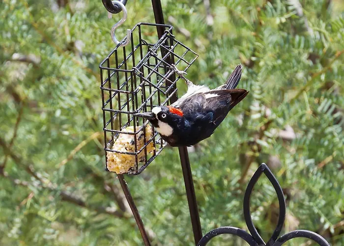 Chiricahua Bird/sky By Cave Creek Canyon * Portal
