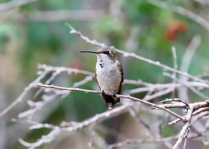 Chiricahua Bird/sky By Cave Creek Canyon * Portal