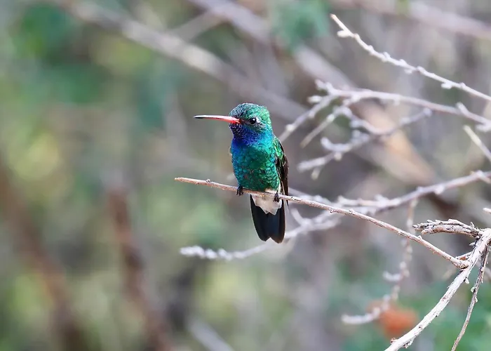 Chiricahua Bird/sky By Cave Creek Canyon Portal