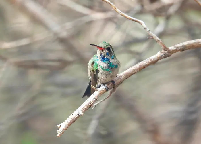 Chiricahua Bird/sky By Cave Creek Canyon Hébergement de vacances Portal