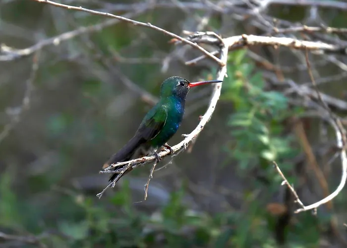 Chiricahua Bird/sky By Cave Creek Canyon Portal