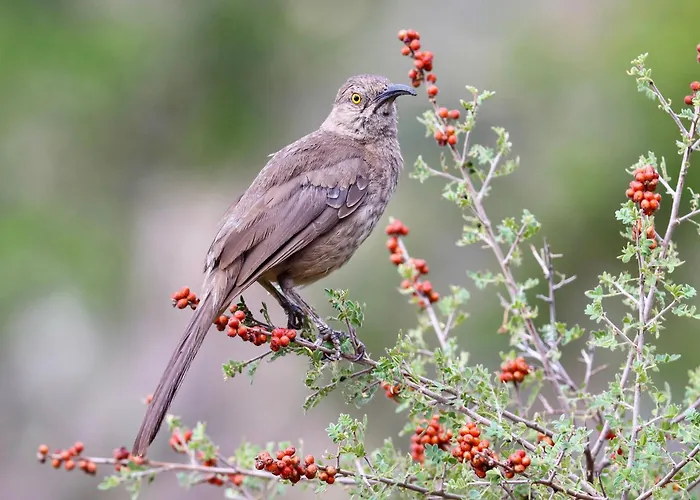 Chiricahua Bird/sky By Cave Creek Canyon