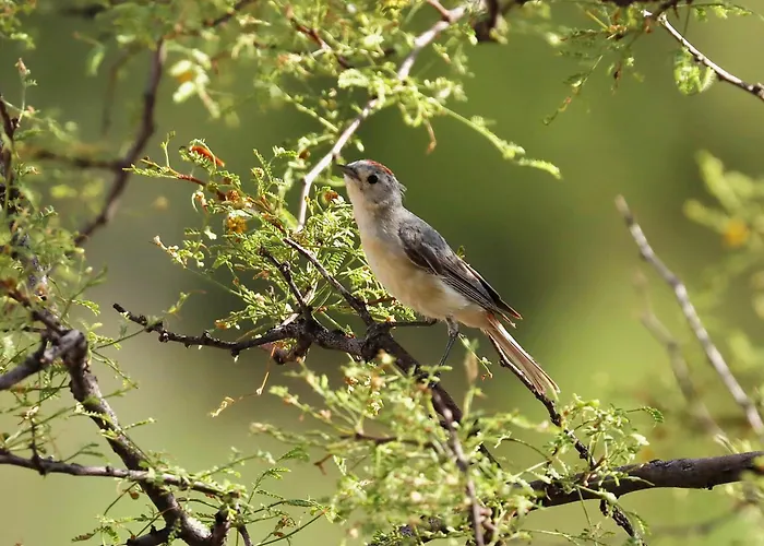 Hébergement de vacances Chiricahua Bird/sky By Cave Creek Canyon *