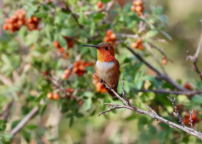 Chiricahua Bird/sky By Cave Creek Canyon *
